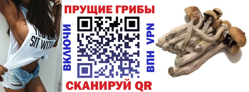 Галлюциногенные грибы Psilocybe  мориарти какой сайт  Ершов  MEGA рабочий сайт 